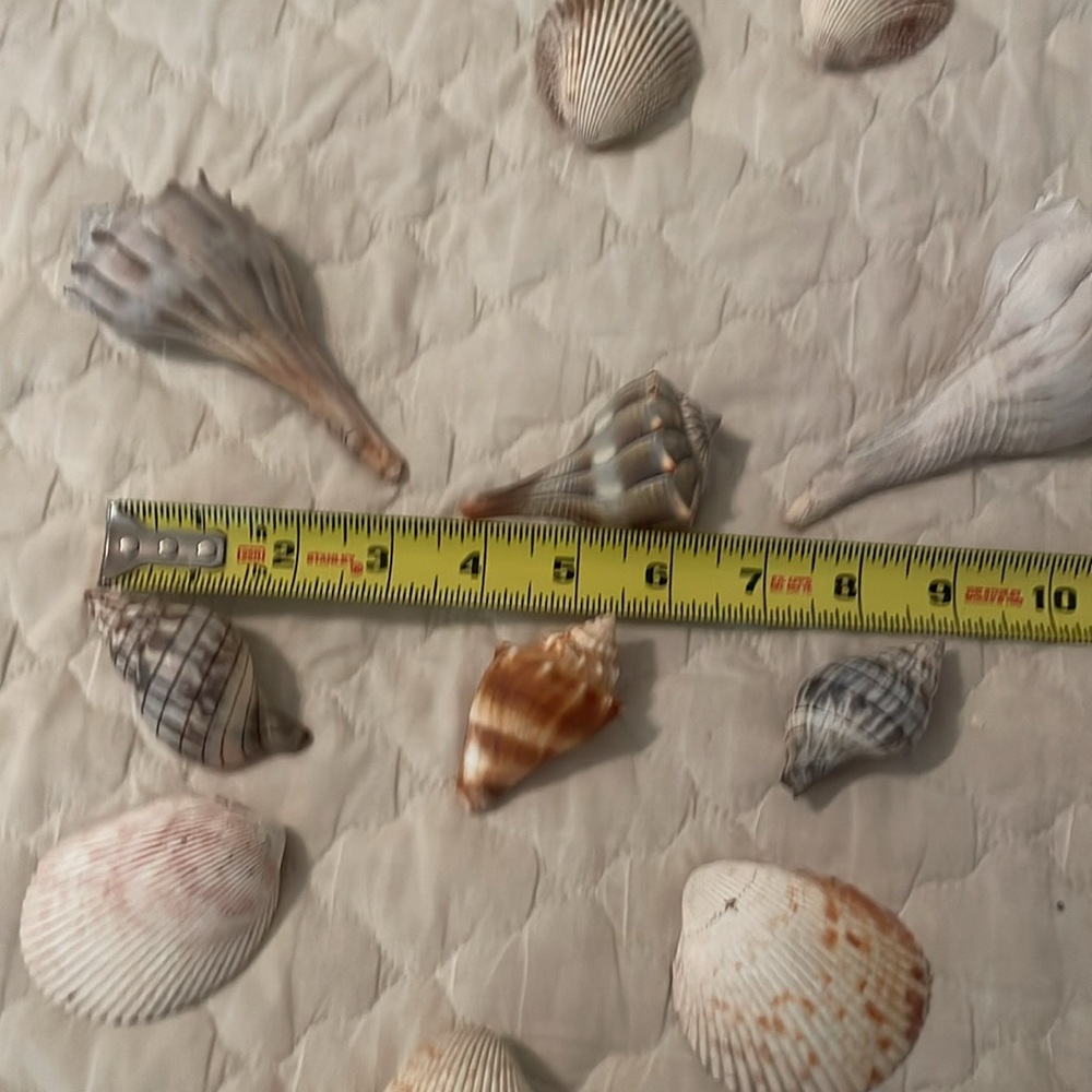 🐚 15 shells -Make Offer🐚 - Picture 4 of 4